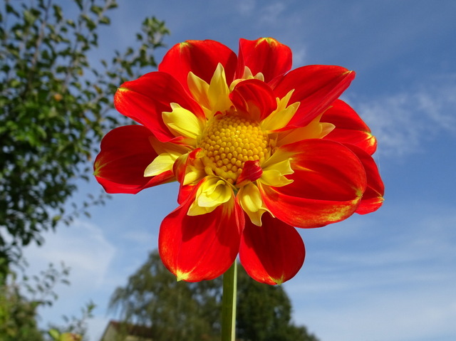 Dahlie