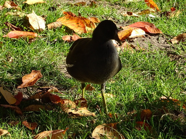 Teichhuhn