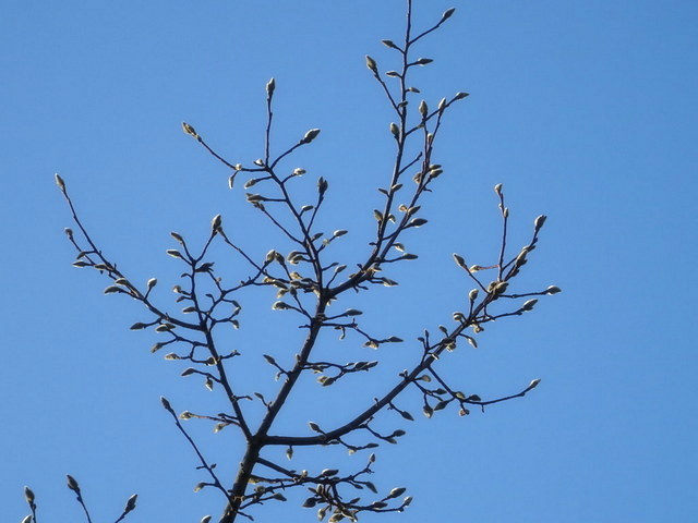 Knospen vom Sternmagnolienbaum