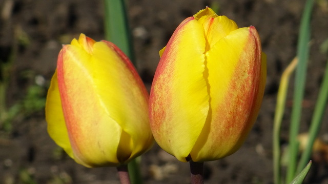 Tulpen