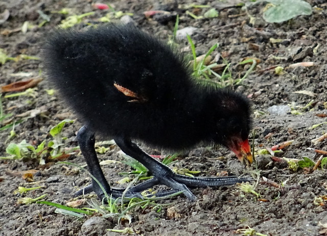Kleines Teichhuhn