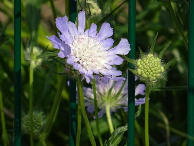 Blüte