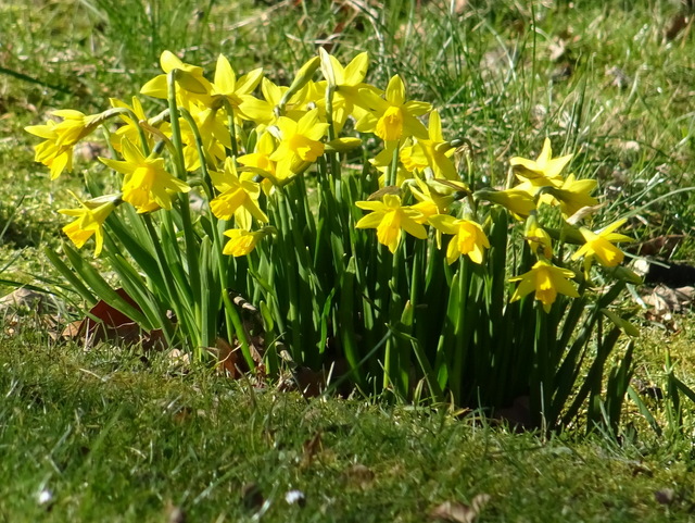 Narzissen