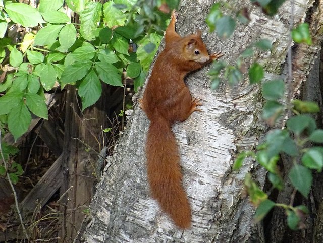 Eichhörnchen