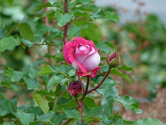 Rose