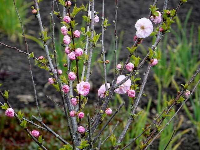 Mandelblütenstrauch