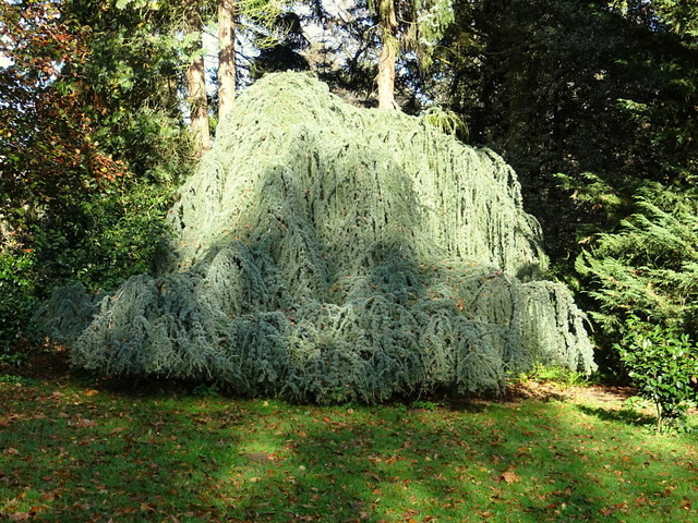 Baum im botanischen Garten