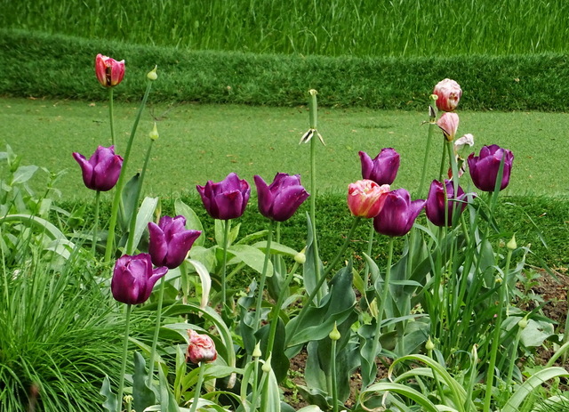 Tulpen
