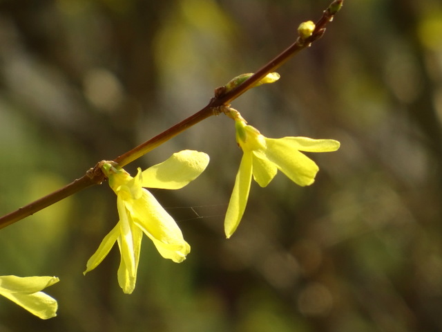 Forsythien