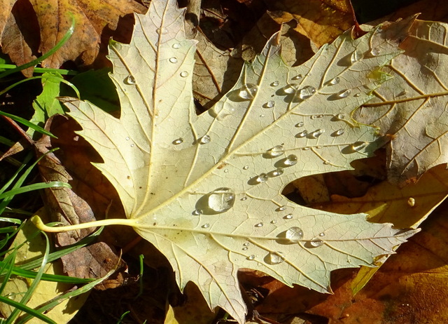 Blatt mit Regentropfen