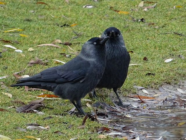 Zwei Dohlen trinken Wasser