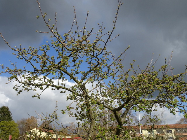 Apfelbäume  Vor spannendem Himmel