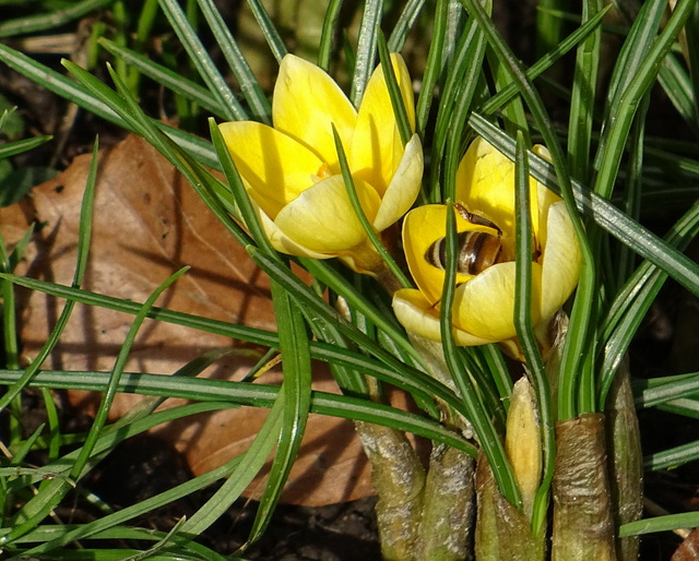 Krokusse mit Biene
