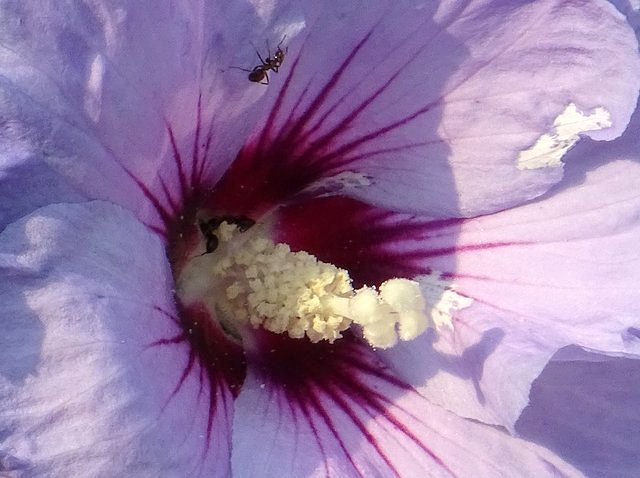 Ameise In Hibiskus