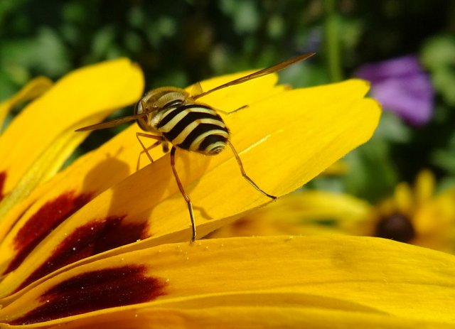 Schwebfliege