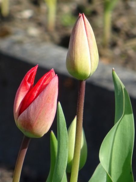 Tulpen