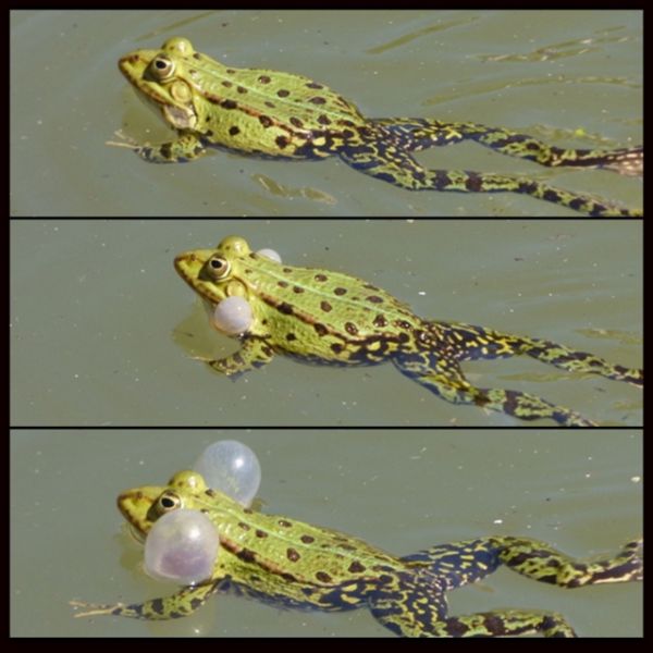 Frosch