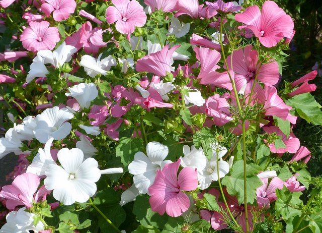 Hibiskus