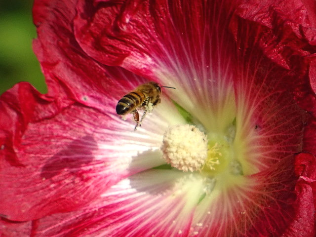 Biene in einer Stockrose