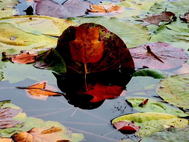 Blätter im Seerosenteich