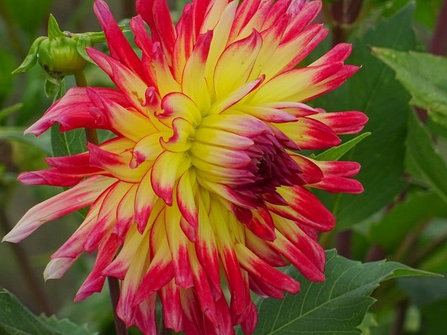 Dahlie