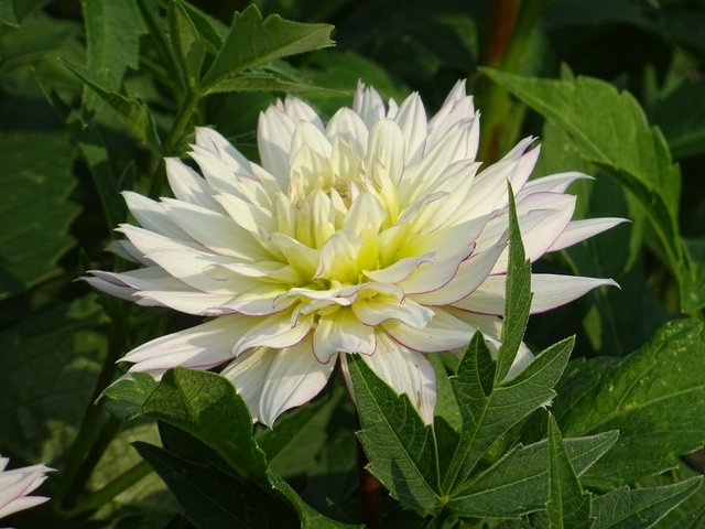 Dahlie