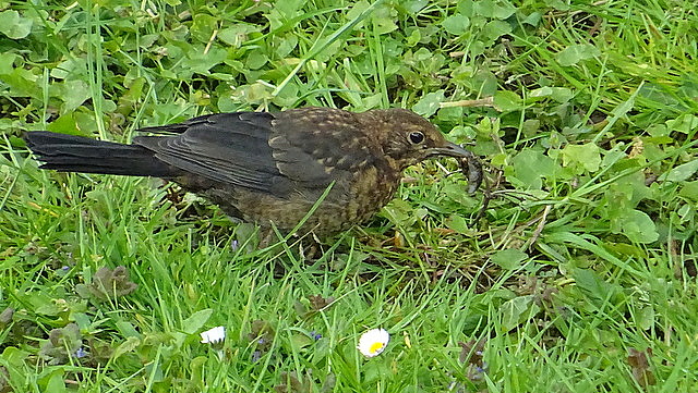 Junge Amsel mit Regenwurm