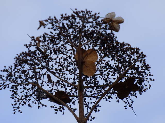 Tellerhortensie vertrocknet