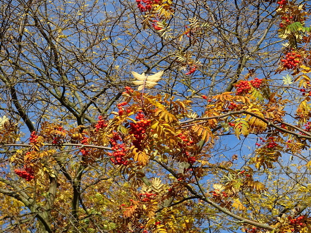 Beeren