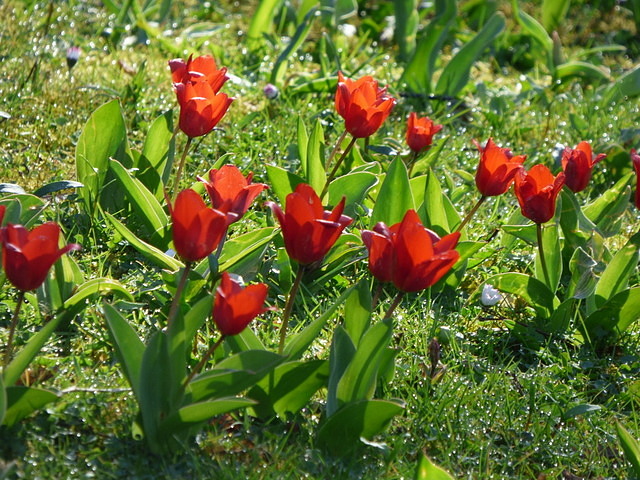 Tulpen