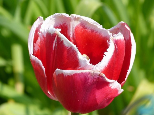 Tulpe