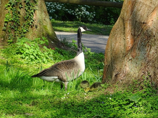 Kanadagans und Küken