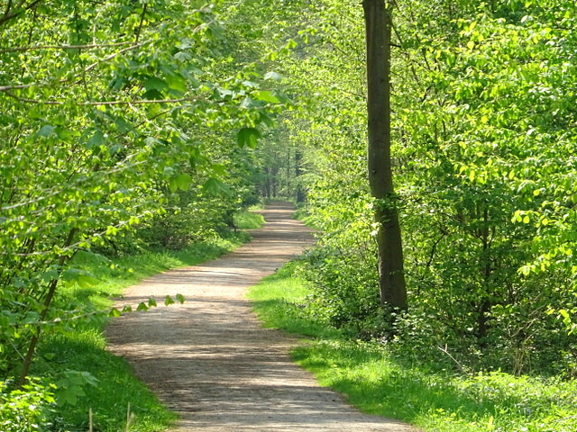 Waldweg