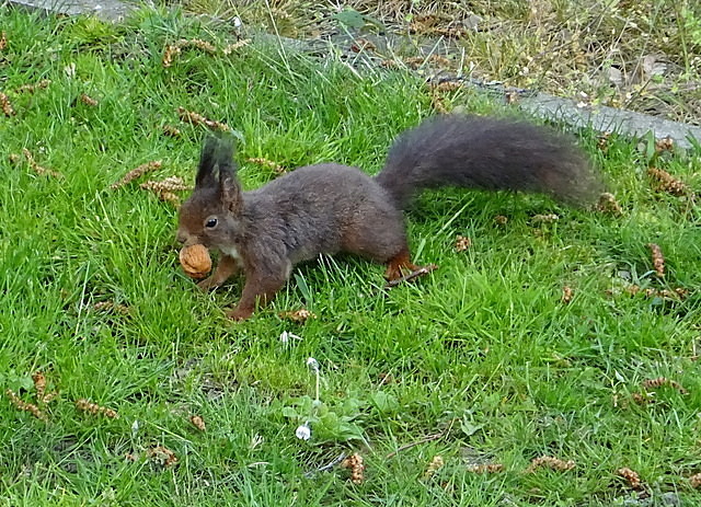 Eichhörnchen auf unserer Wiese