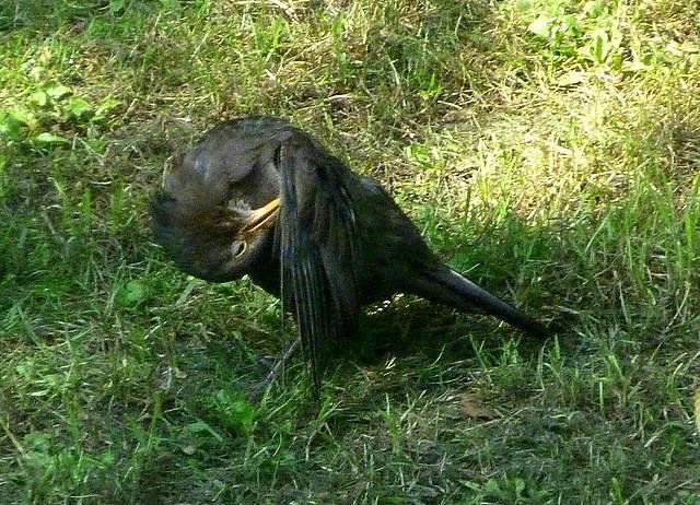 Amsel