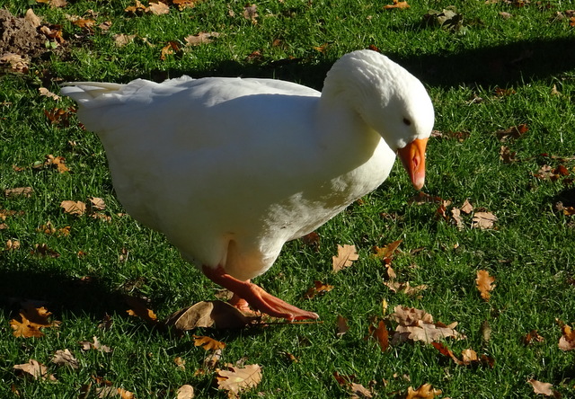 Gans