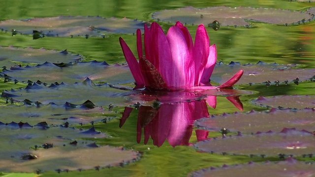 Seerose
