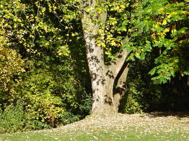 Baumstamm mit Schatten