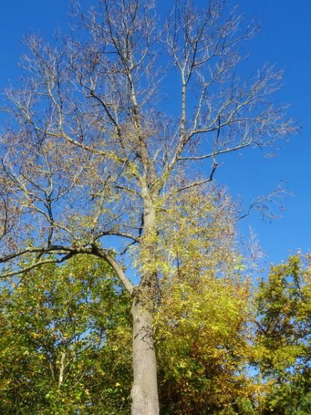Herbstbaum