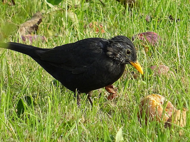 Amsel