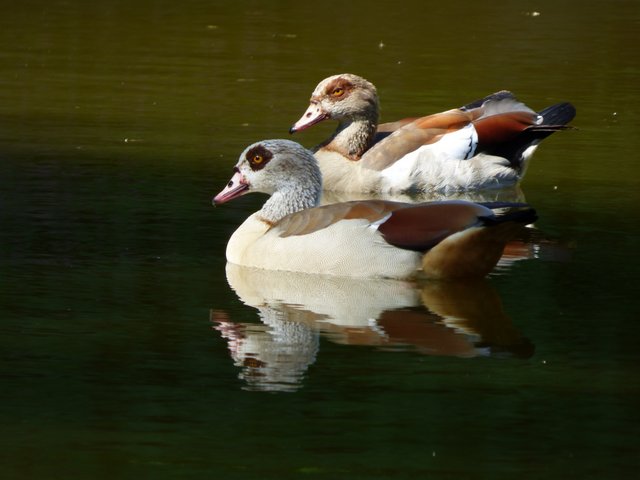 Nilgänse