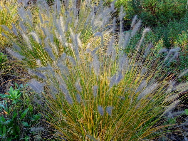 Gräser im Licht und Schatten