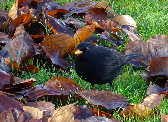 Amsel
