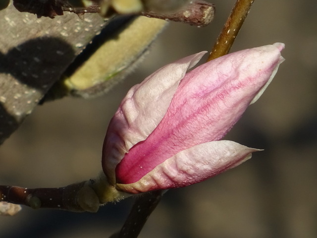 Knospe einer Magnolie