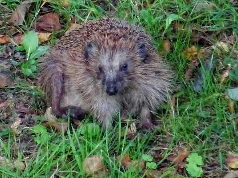 Igel