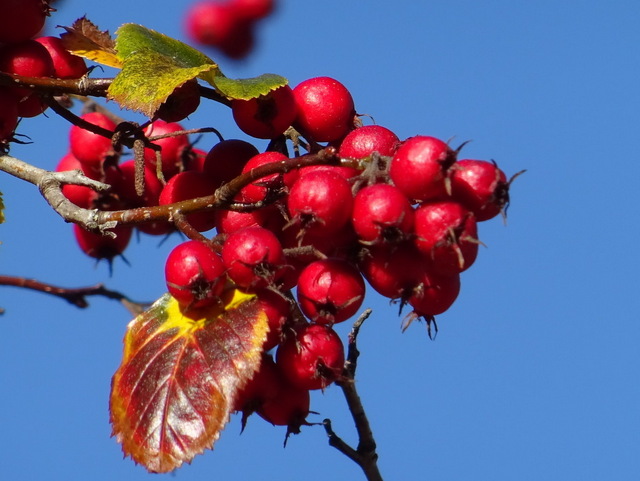 Beeren