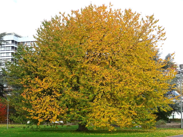 Herbstbaum