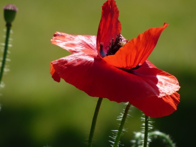 Mohn