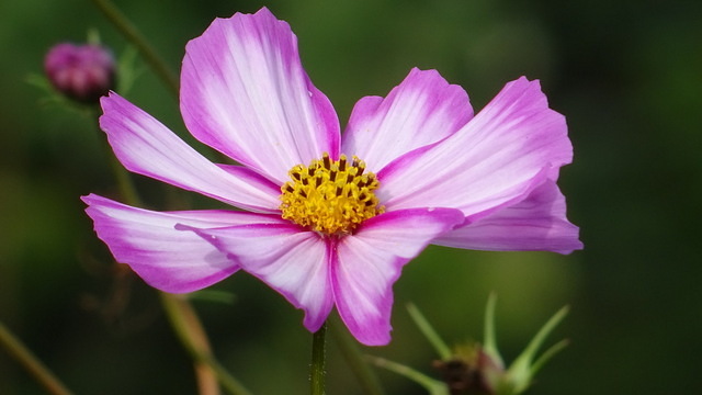 Cosmea