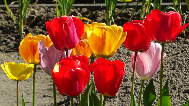Tulpen in einem Garten